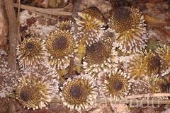 Balanophora fungosa subsp. indica